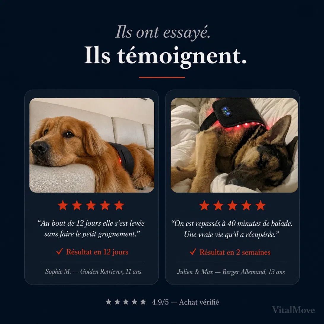 Avis clients vérifiés 4,9 sur 5 : témoignages de maîtres de chiens seniors