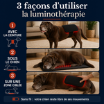 3 façons d'utiliser la luminothérapie : ceinture sur le chien, tapis sous le chien ou zone ciblée