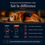 Pourquoi la luminothérapie rouge fait la différence : réduit l'inflammation et soulage les articulations du chien