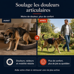 Avant après : chien senior soulagé des douleurs articulaires, moins de douleur plus de confort